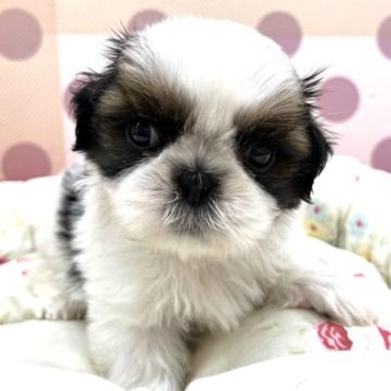 シーズー【広島県・男の子・2022年10月6日・ホワイト&ゴールド】の写真「まだ小さいです」