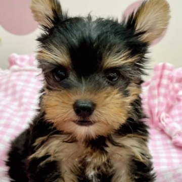 ヨークシャーテリア【広島県・男の子・2023年6月5日・スチールブルー&タン】の写真「丸顔の目がぱっちり可愛いお顔」