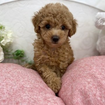 トイプードル(トイ)【広島県・女の子・2023年6月7日・アプリコット】の写真「姉妹の中ではおおきめちゃん♪」