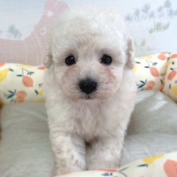 トイプードル(トイ)【広島県・男の子・2023年6月28日・ホワイト】の写真「久しぶりのﾎﾜｲﾄさん♪」