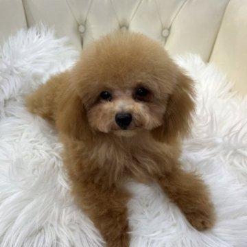 トイプードル(タイニー)【広島県・女の子・2023年6月7日・アプリコット】の写真「タイニーサイズの可愛い子♪」