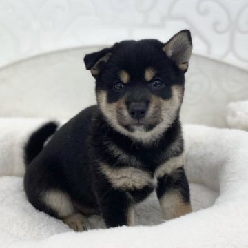 柴犬(豆柴)【広島県・男の子・2023年8月22日・黒】の写真「ふわふわもこもこ豆柴ちゃん♪」