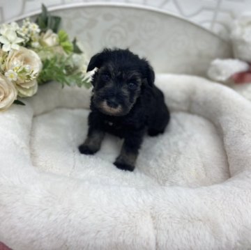 ミニチュアシュナウザー【広島県・男の子・2023年10月5日・ソルト&ペッパー】の写真「クレリーまま初めての子♪」