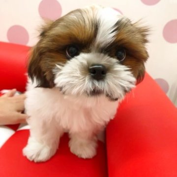 シーズー【広島県・男の子・2022年10月12日・ホワイト&ゴールド】の写真「目が大きくて可愛い子です♪」