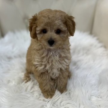 トイプードル(トイ)【広島県・男の子・2023年8月13日・アプリコット】の写真「ぬいぐるみみたいな可愛さ」