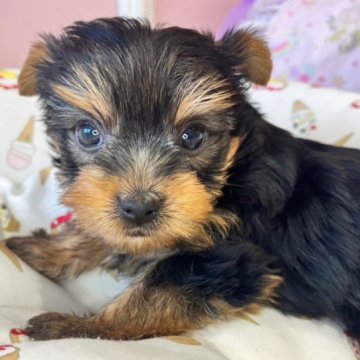 ヨークシャーテリア【広島県・女の子・2023年10月21日・スチールブルー&タン】の写真「お母さん似の可愛いお顔でお残し悩み中」