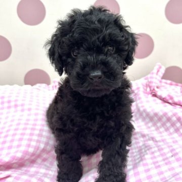 トイプードル(トイ)【広島県・男の子・2023年6月8日・ブラック】の写真「おめめくりっと可愛いお顔♪」