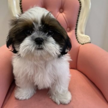 シーズー【広島県・女の子・2022年10月6日・ホワイト&ゴールド】の写真「目がぱっちりです」