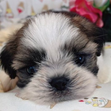 シーズー【広島県・男の子・2023年5月14日・ホワイト&ゴールド】の写真「お色もきれいに入って可愛いお顔です」