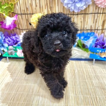 トイプードル(タイニー)【広島県・男の子・2024年5月8日・ブラック】の写真「久しぶりのブラックちゃん！」
