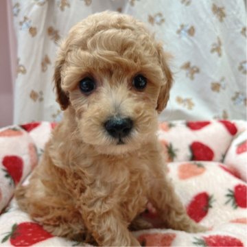 トイプードル(トイ)【広島県・男の子・2024年2月1日・アプリコット】の写真「おめめがぱっちり！ご飯もよく食べます♪」