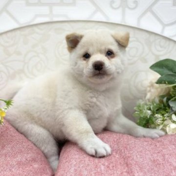 柴犬(豆柴)【広島県・男の子・2022年12月22日・白】の写真「ふわふわもこもこ豆柴ちゃん♪」