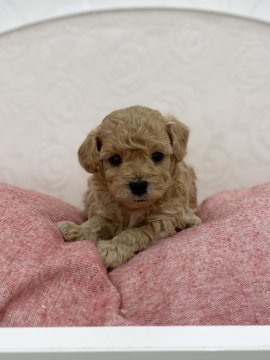 トイプードル(トイ)【広島県・男の子・2022年2月23日・アプリコット】の写真「トイプードルの仔犬生まれました♪」