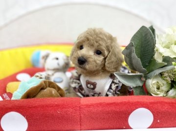 トイプードル(トイ)【広島県・男の子・2022年2月25日・アプリコット】の写真「すくすく成長中♪しっかりしています」