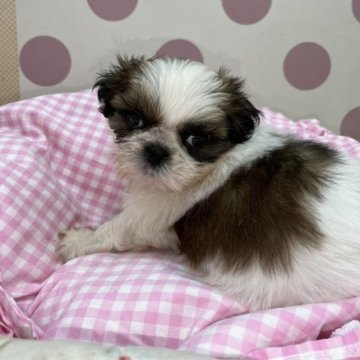 シーズー【広島県・男の子・2023年7月1日・ホワイト&ゴールド】の写真「お目目パッチリ可愛いお顔♪」