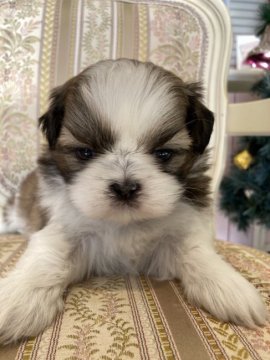 シーズー【広島県・女の子・2021年10月26日・ホワイト&ゴールド】の写真「目があきました♪」