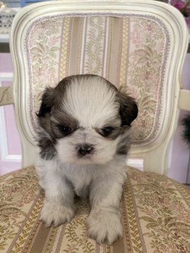 シーズー【広島県・女の子・2021年10月26日・ホワイト&ゴールド】の写真「目があきました♪」