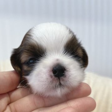 シーズー【広島県・女の子・2023年11月17日・ホワイト&ゴールド】の写真「目が開きました♪」