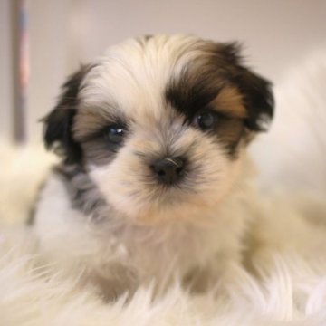 シーズー【広島県・男の子・2023年7月1日・ホワイト&ゴールド】の写真「マイペースで可愛いお顔の子♪」