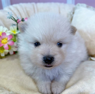 ポメラニアン【広島県・男の子・2022年5月9日・クリーム】の写真「丸顔可愛い子」