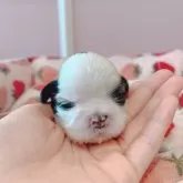 シーズー【広島県・女の子・2024年4月28日・ホワイト&ゴールド】の写真3