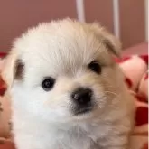 ポメチワ(チワワ×ポメラニアン)【広島県・男の子・2024年2月29日・クリーム】の写真3