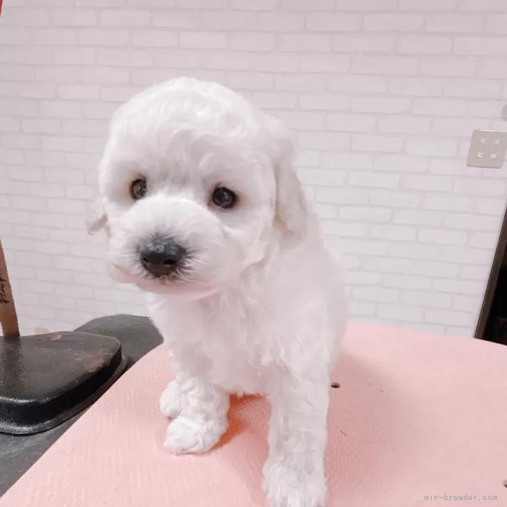 トイプードル(トイ)【鹿児島県・男の子・2025年10月25日・ペールフォーン クリーム】の写真1