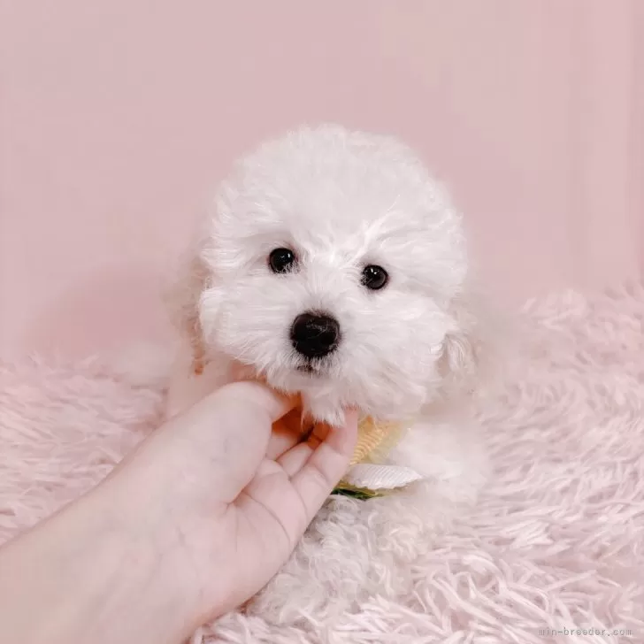 ID：2506-03747の子犬