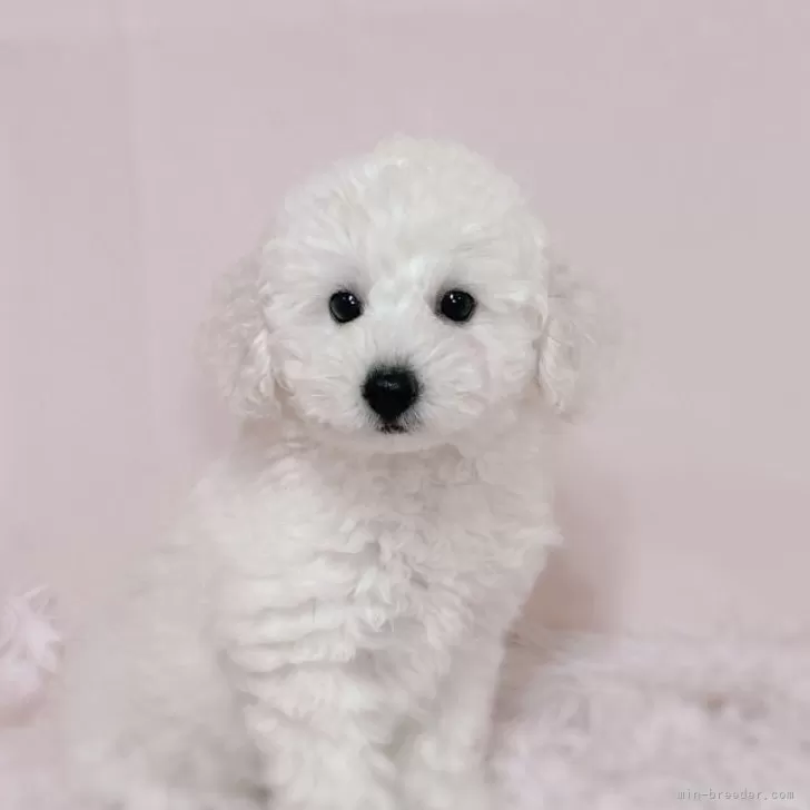 ID:2506-03746の子犬
