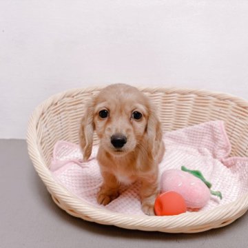 ミニチュアダックスフンド(ロング)【鹿児島県・男の子・2025年9月28日・ゴールド】の写真「かわいい子です♡」