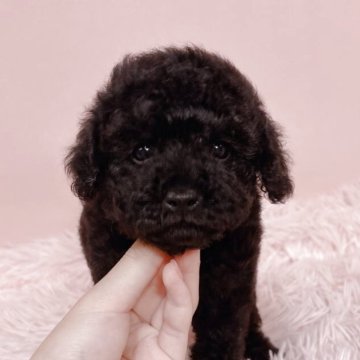トイプードル(トイ)【鹿児島県・男の子・2025年8月1日・ブラック】の写真「家族が決まりました🐶」