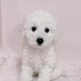 トイプードル(トイ)