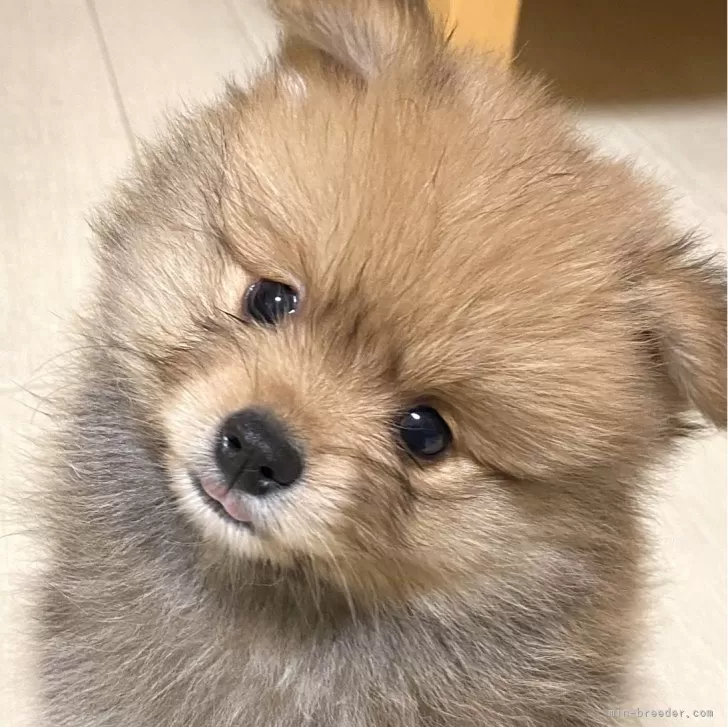 R.M 様のお迎えした子犬
