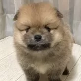ポメラニアン
