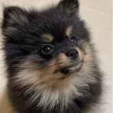 ポメラニアン