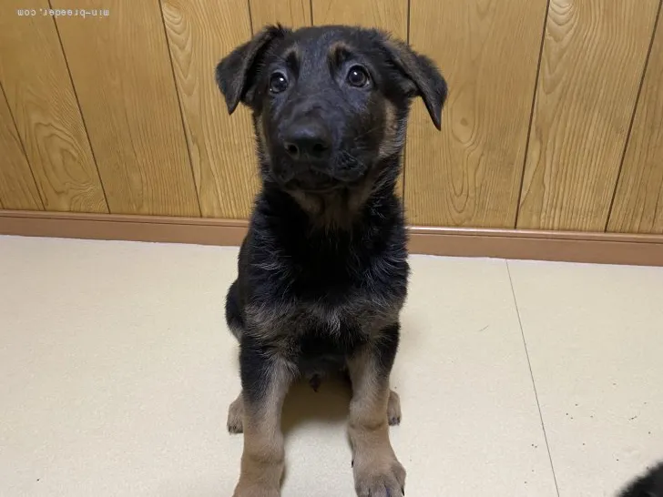 ID:2203-02243の子犬