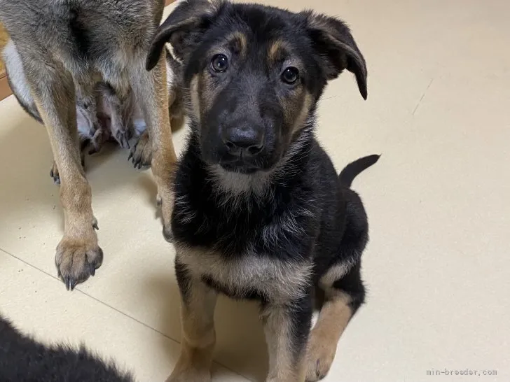 ID：2204-00642の子犬