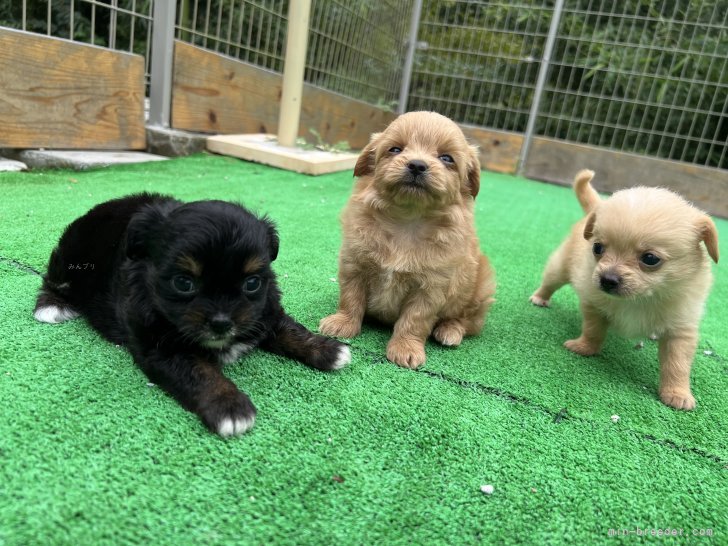 原田諒ブリーダーのブログ：お外でのんびり🐶📷