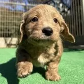 ダップー(トイプードル×ダックスフンド)【神奈川県・女の子・2025年9月27日・レッドホワイト】の写真10