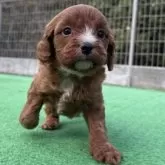 キャバプー(キャバリア×トイプードル)【神奈川県・男の子・2025年10月26日・レッドホワイト】の写真10