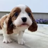 キャバリア【神奈川県・女の子・2026年1月24日・ブレンハイム】の写真9