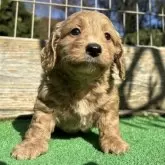 ダップー(トイプードル×ダックスフンド)【神奈川県・女の子・2025年9月27日・レッドホワイト】の写真11