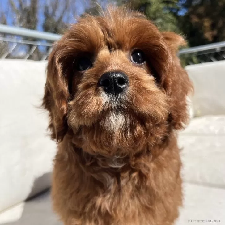 ID：2412-00567の子犬