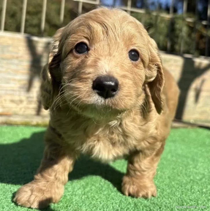 ダップー(トイプードル×ダックスフンド)【神奈川県・女の子・2025年9月27日・レッドホワイト】の写真1