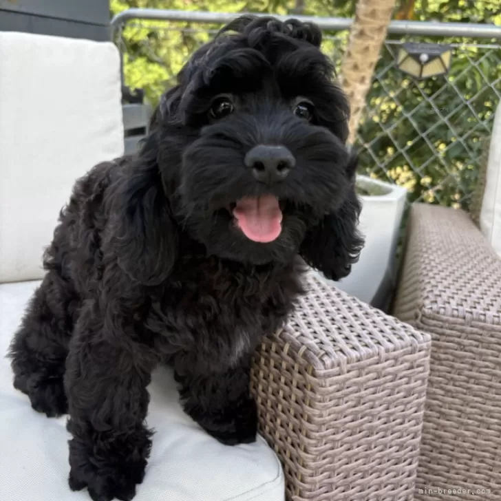 コッカプー(トイプードル×アメリカンコッカースパニエル)【神奈川県・男の子・2025年7月19日・ブラック&ホワイト】の写真1