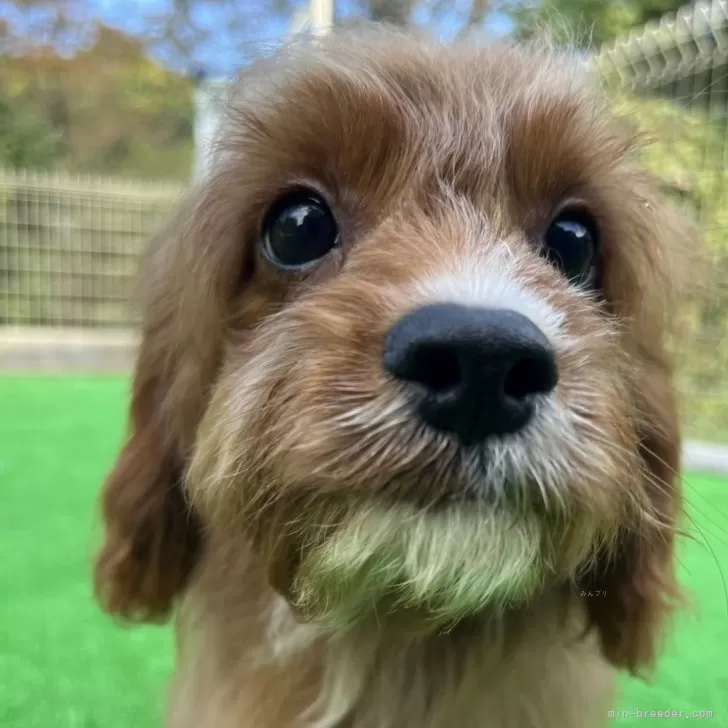 ID:2408-03386の子犬