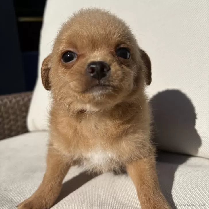 ID：2412-02737の子犬