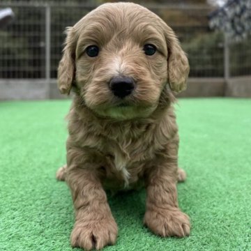 ダップー(トイプードル×ダックスフンド)【神奈川県・女の子・2025年9月27日・レッドホワイト】の写真「むちむち2きょうだい🐶」