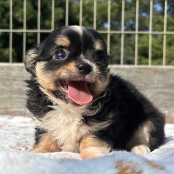 チワワ(ロング)【神奈川県・男の子・2025年7月24日・ブラックタンホワイト】の写真「甘えん坊ボーイ🐶」
