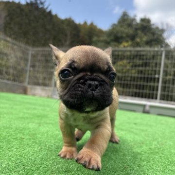 フレンチブルドッグ【神奈川県・男の子・2025年1月25日・フォーン】の写真「むちむち4きょうだい🐶」